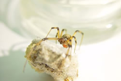 A Brown Widow spider sitting on her egg sac.