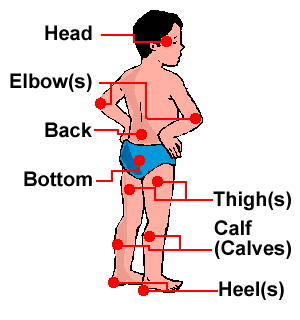 The human body